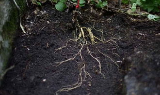 種植人參，做好這五步，可保證高產優質黑參產品